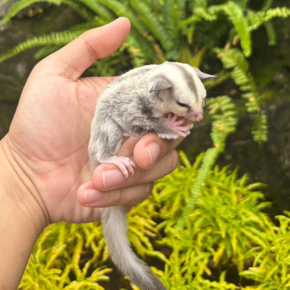 SUGAR GLIDER PLATINUM BETINA JOEY
