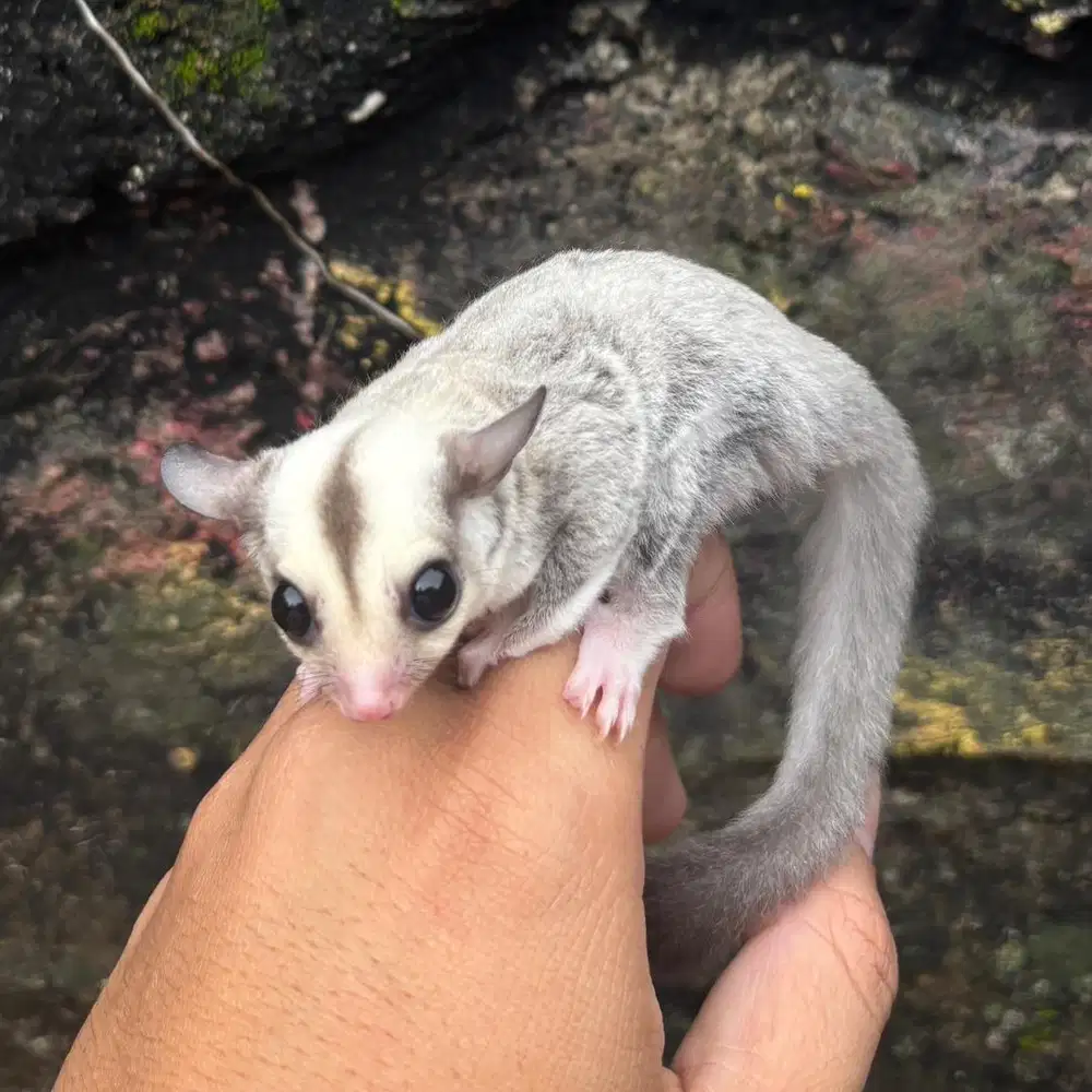 SUGAR GLIDER PLATINUM JANTAN JOEY
