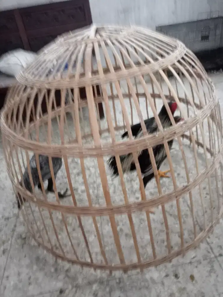 Jual ayam ekor lidi umur 4 BLN