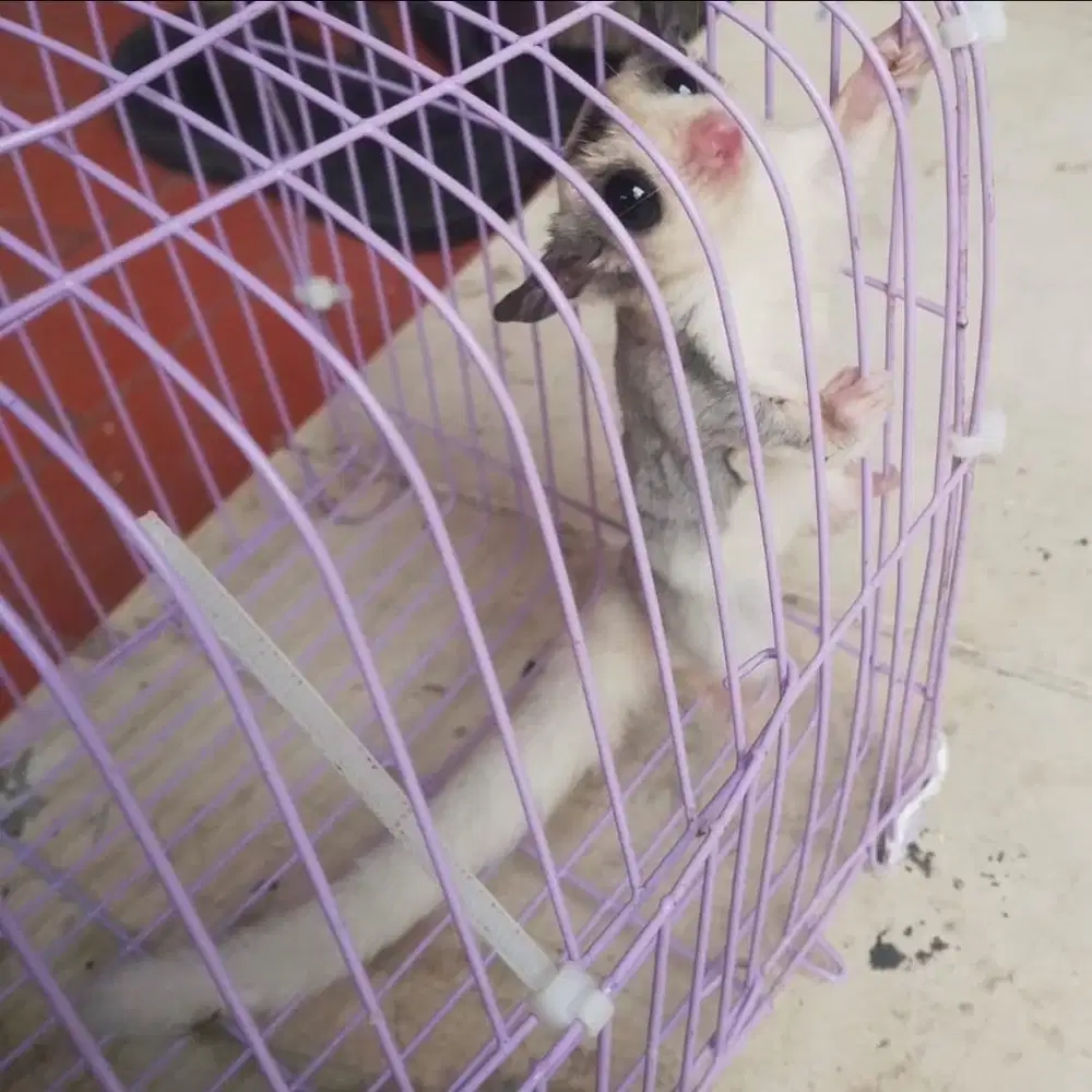 SUGAR GLIDER MOZAIC BETINA JOEY