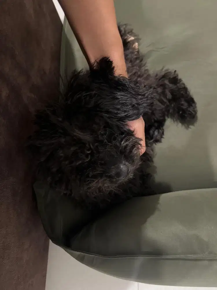 BUTUH (ART) Pulang-Pergi