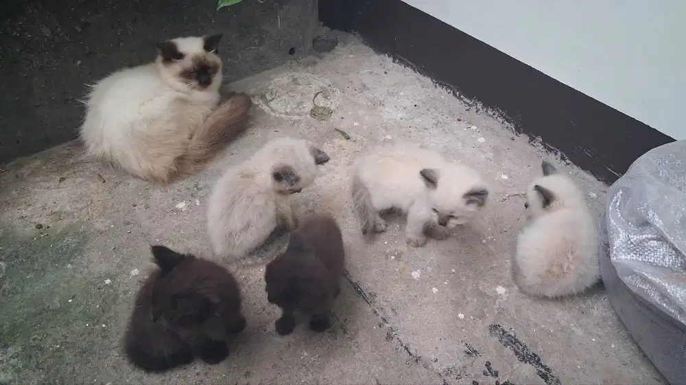 Adopsi Kucing Himalaya