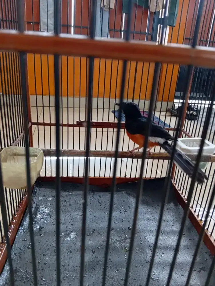 Murai mh mapan ex pretasi sedang dokor net aja