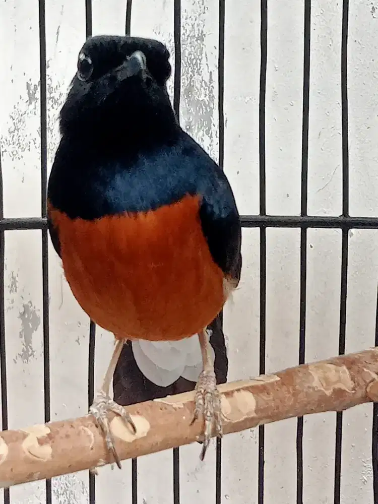 Muray Medan MB . non ring