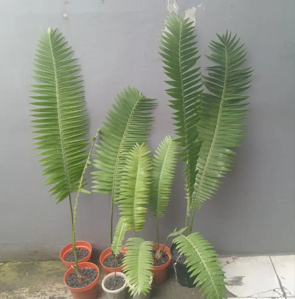 Tanaman hias outdoor