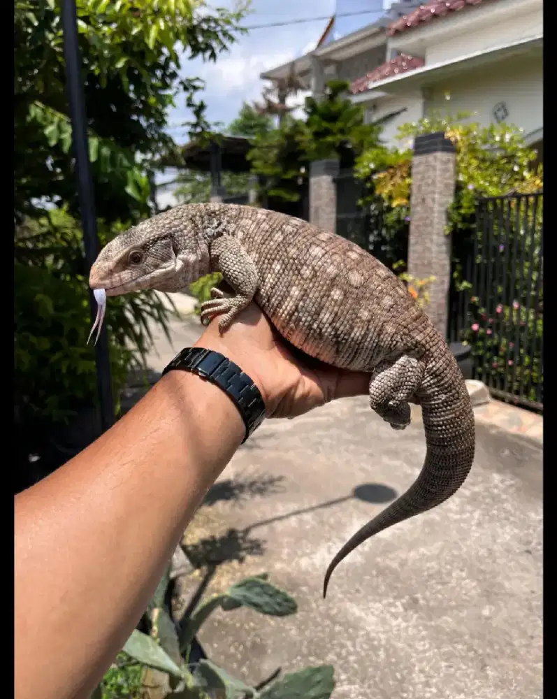 SAVANNAH MONITOR SAVMON 65 CM