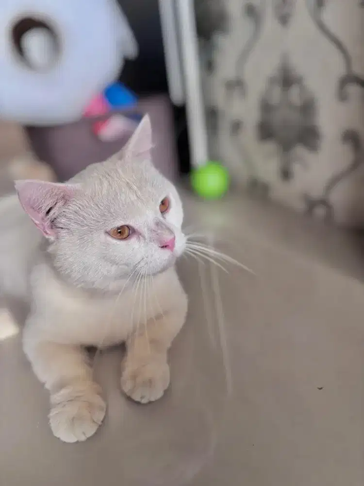 British Short Hair (BSH) Munchkin Jantan 11 Bulan
