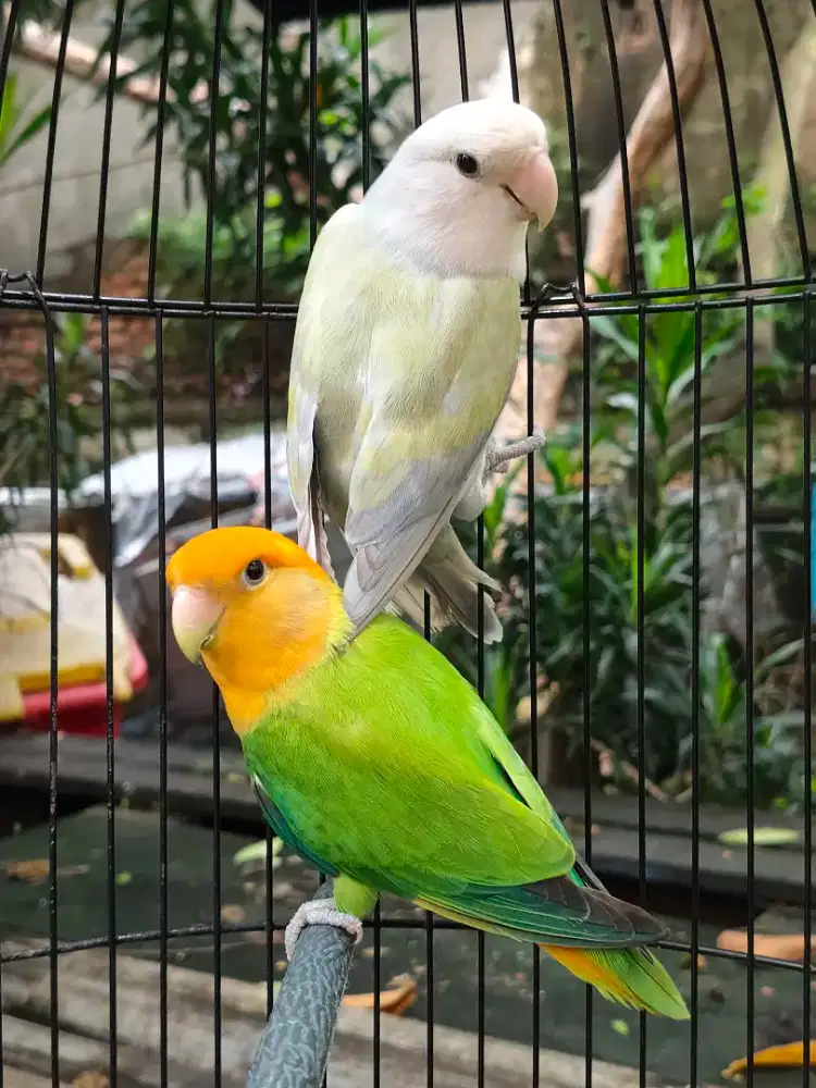 Lovebird Pasangan Mewah