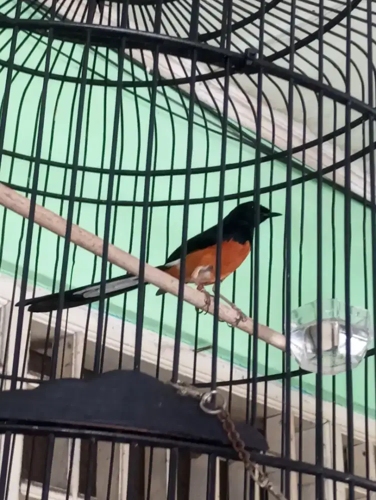 Murai batu gacor fullset