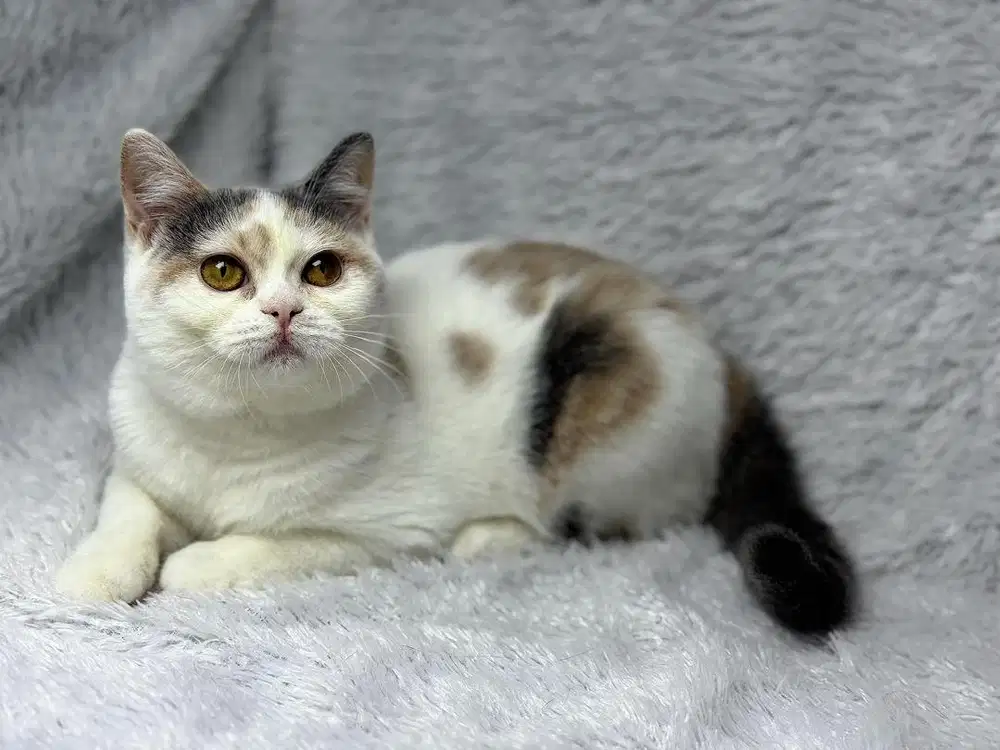 Kucing BSH Blue Betina WCF