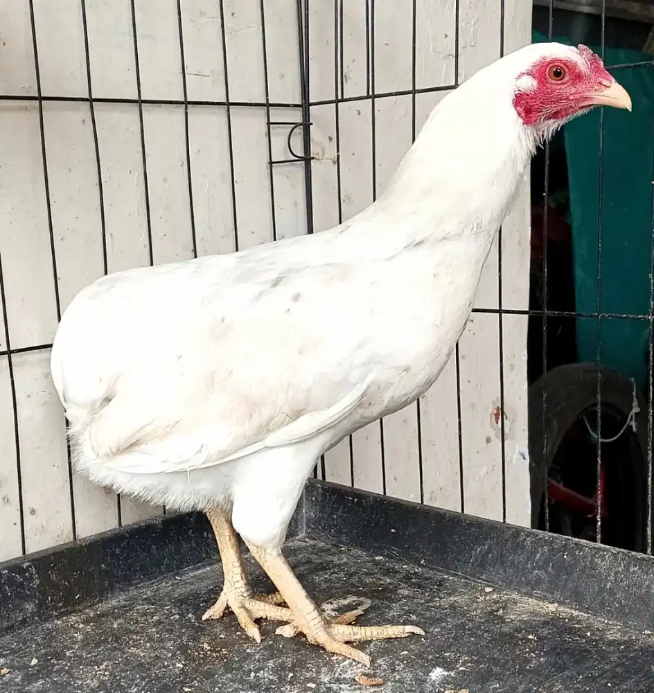 Telur ayam hias Tukung putih