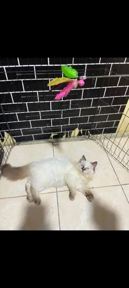 kucing ragdoll pure