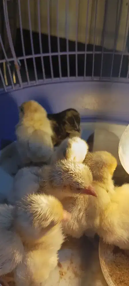 Anak ayam hias Tukung putih