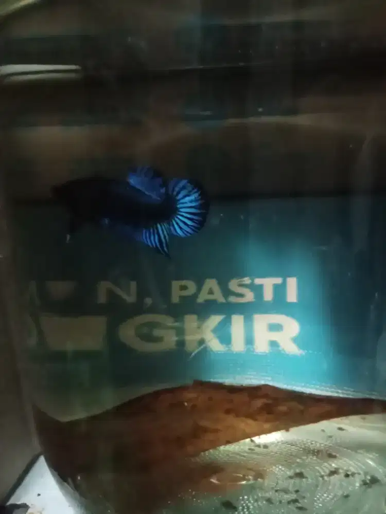 Ikan cupang aduan (Betta fighter fish)