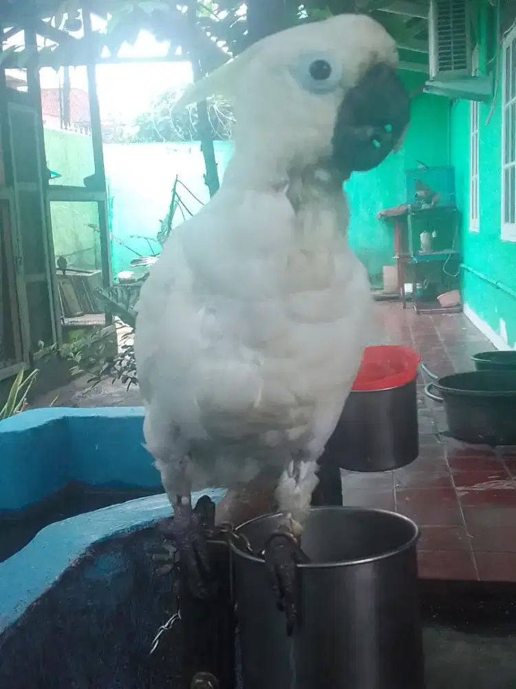LOVEBIRD PUTIH BISA NGOMONG 5 JUTA NEGO