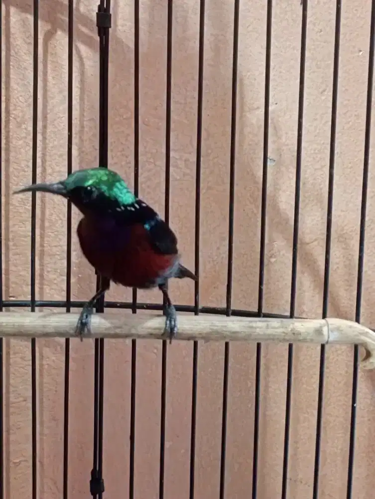 Burung ko nin da cok gacor masteran murai