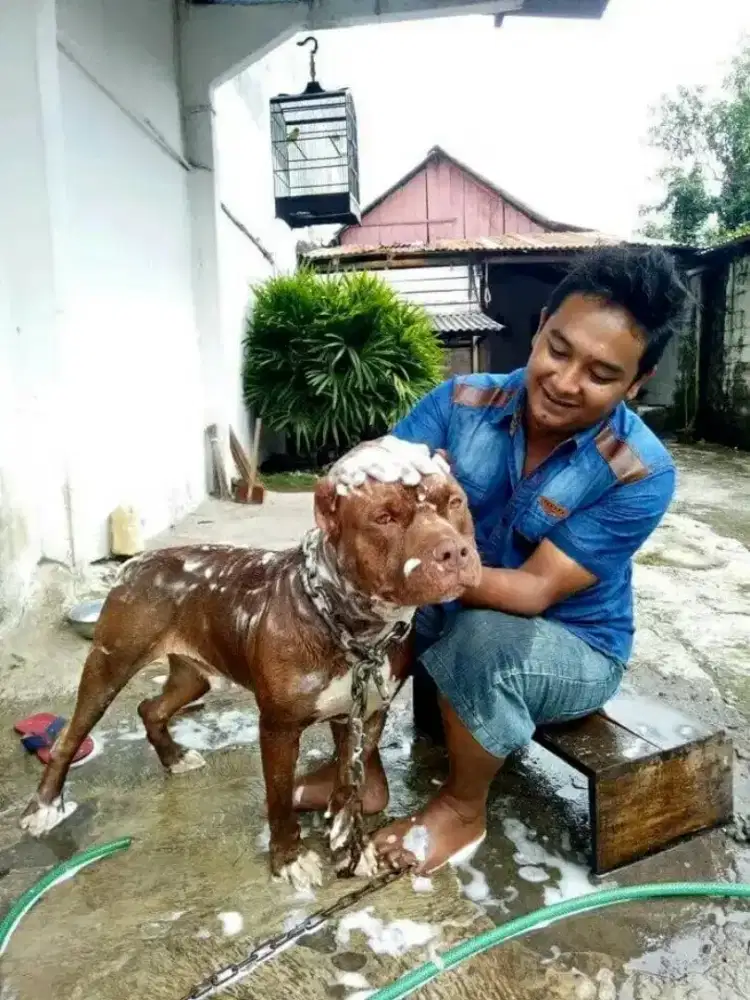 Grooming kucing panggilan