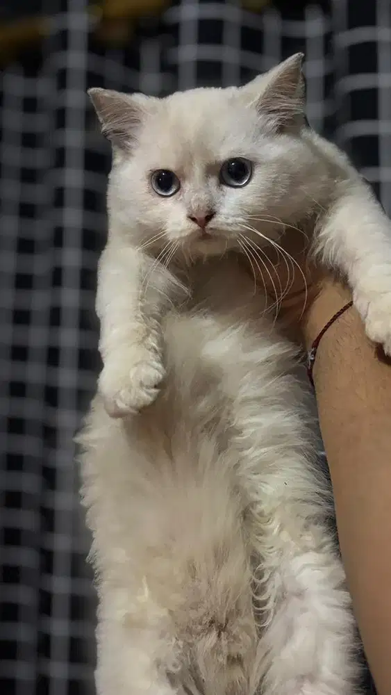 Himalaya kitten 3 bulan jantan