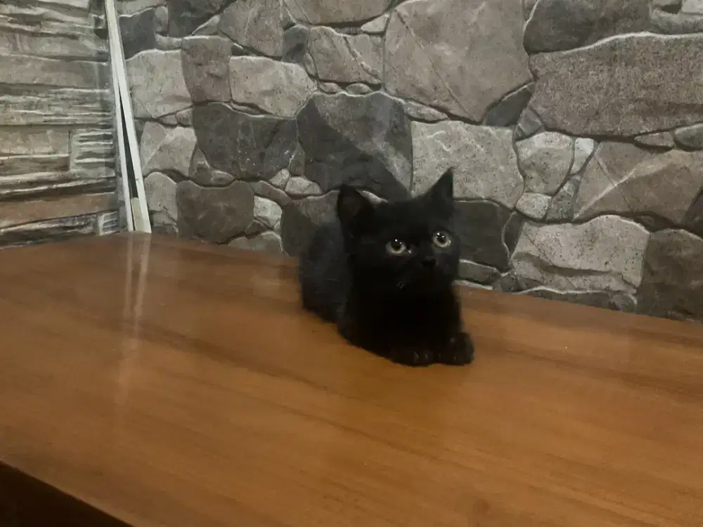 Bsh munchkin black solid betina