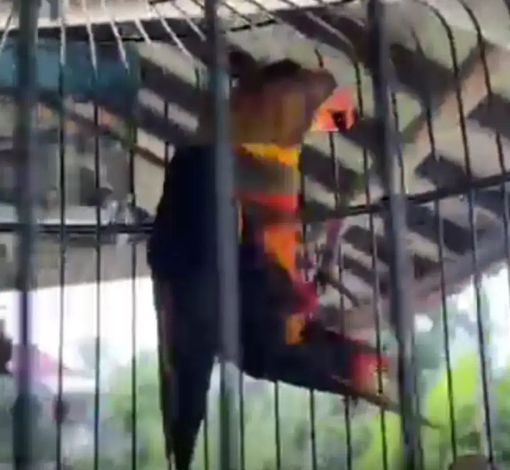 LOVEBIRD WARNA CANTIK SEMI JINAK 2 JUTA FULSET