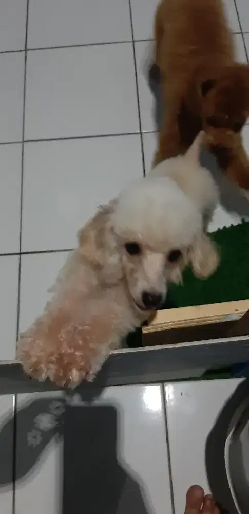 Toy Poodle baik