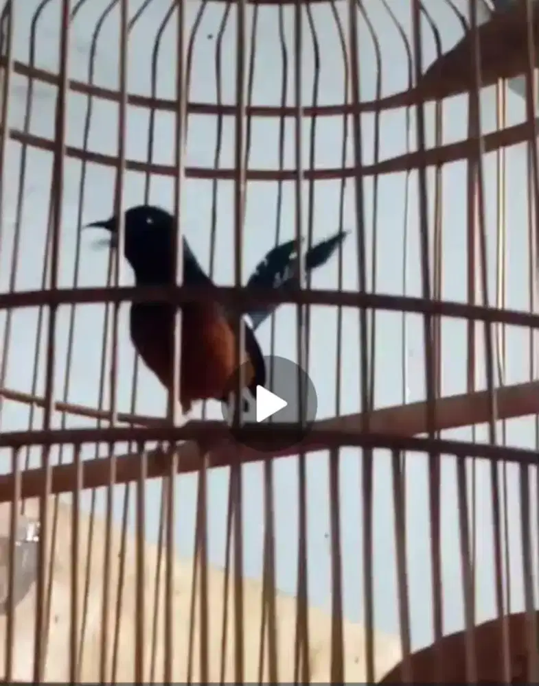 Muray batu medan gacor isian banyak