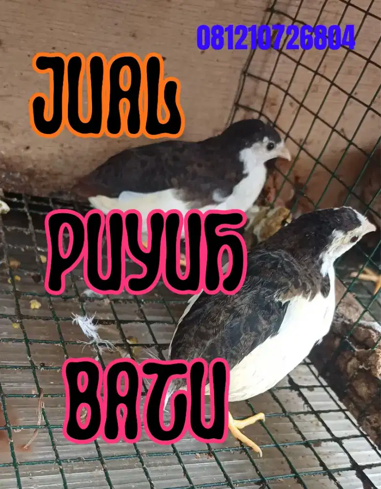 Hiasan Aviary puyuh batu