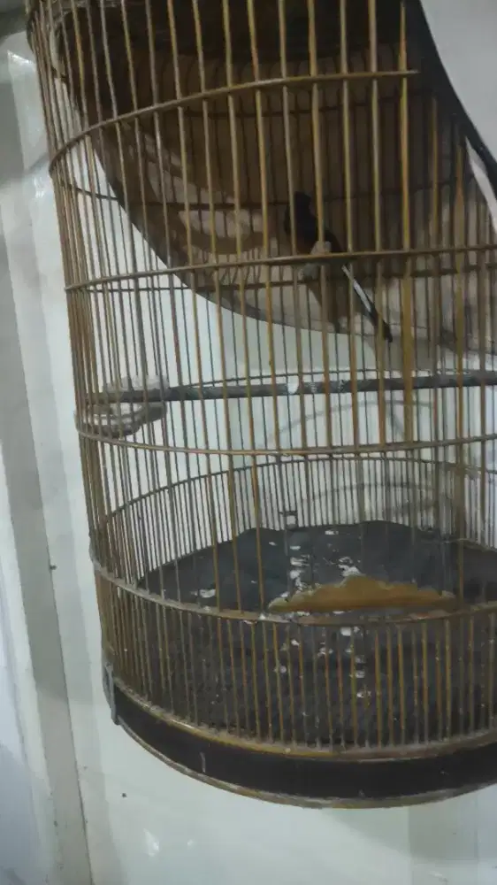 Gacor 24jam prestasi fullset murah