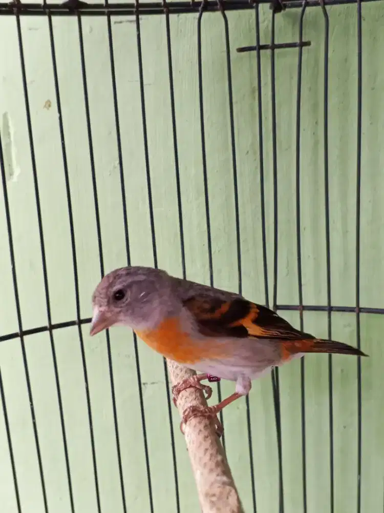 red siskin betina dewasa