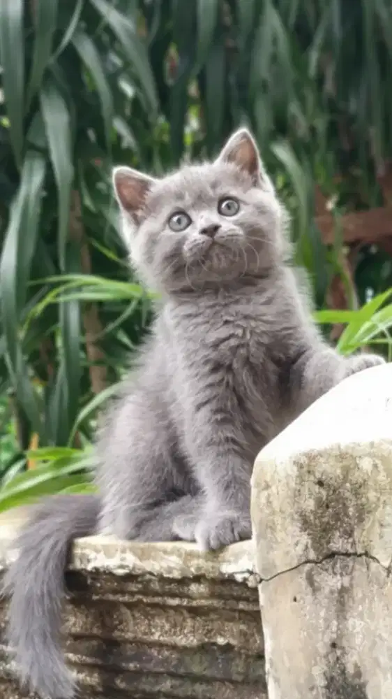 Munchkin NS blue solid