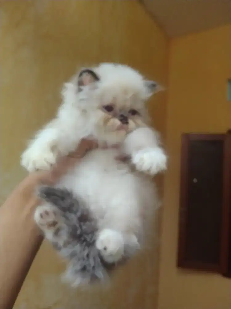 Ragdol usia 1,5 bulan betina