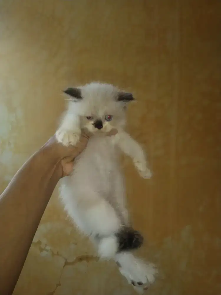 Ragdol jantan 1,5 bulan