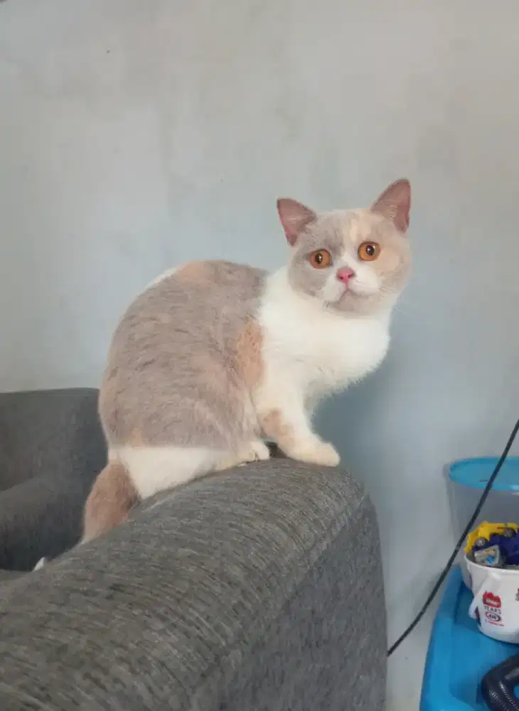 BRITISH SHORTHAIR / BSH