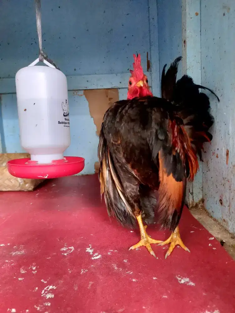 Ayam serama sepasang