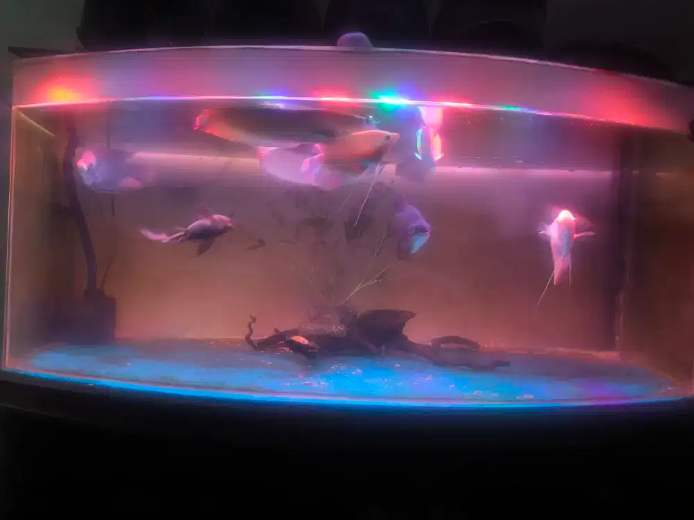 Arwana Silver borongan