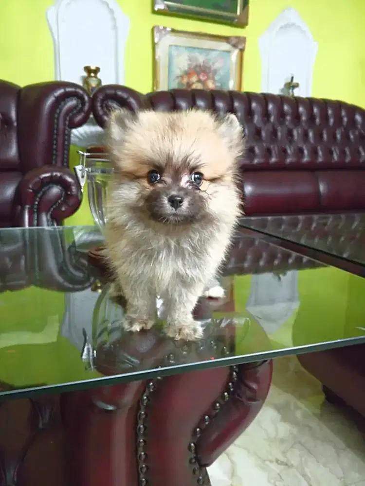 Puppy Mini pom betina