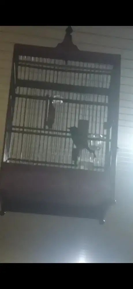 Cucak gacor door cungko rawatan suara variasi