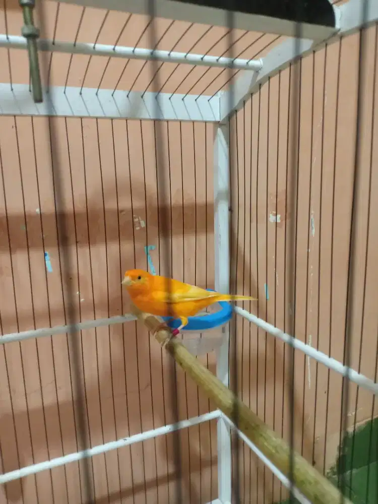 Kenari gacor merlok vektor mulus murah