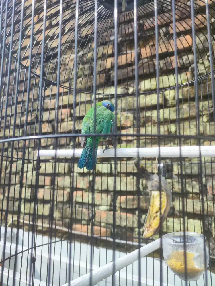 Burung Khinoy Gacor Dor Fullset Kandang Dragon Baru