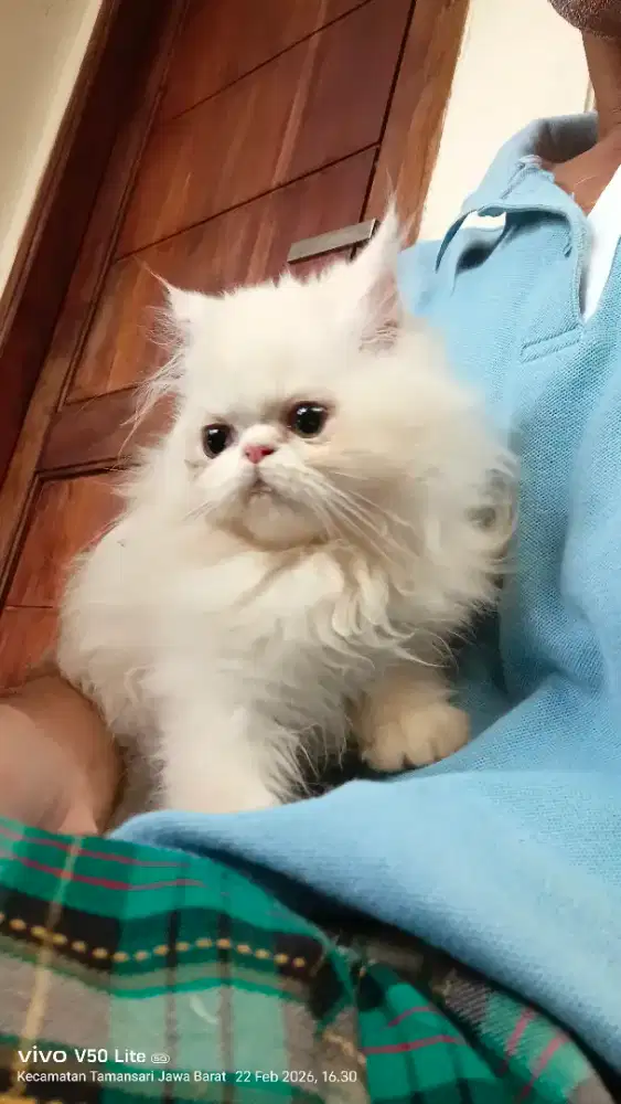 Kitten Persia Flatnose