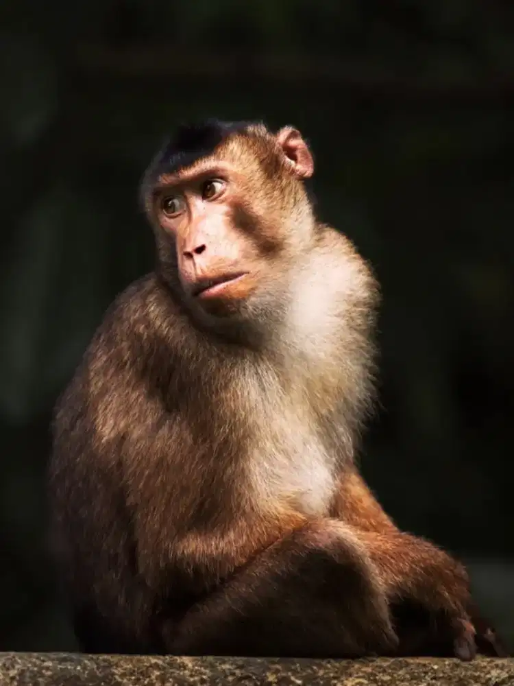 Burung gacor isian banyak