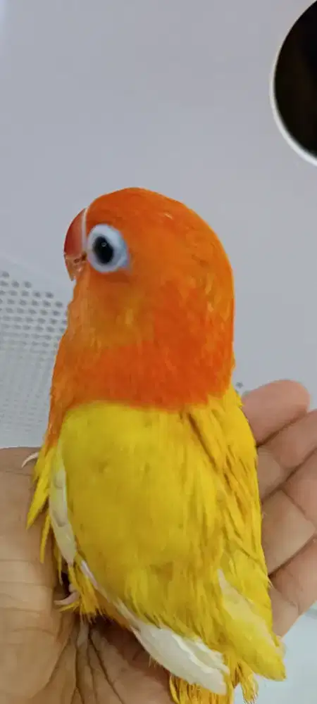 Biola lutino no cemong