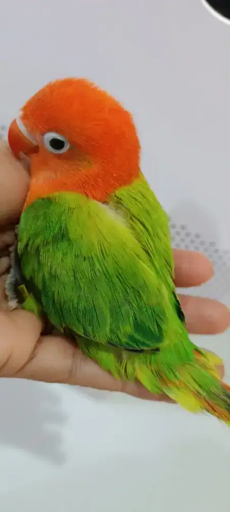 LB biola green no cemong