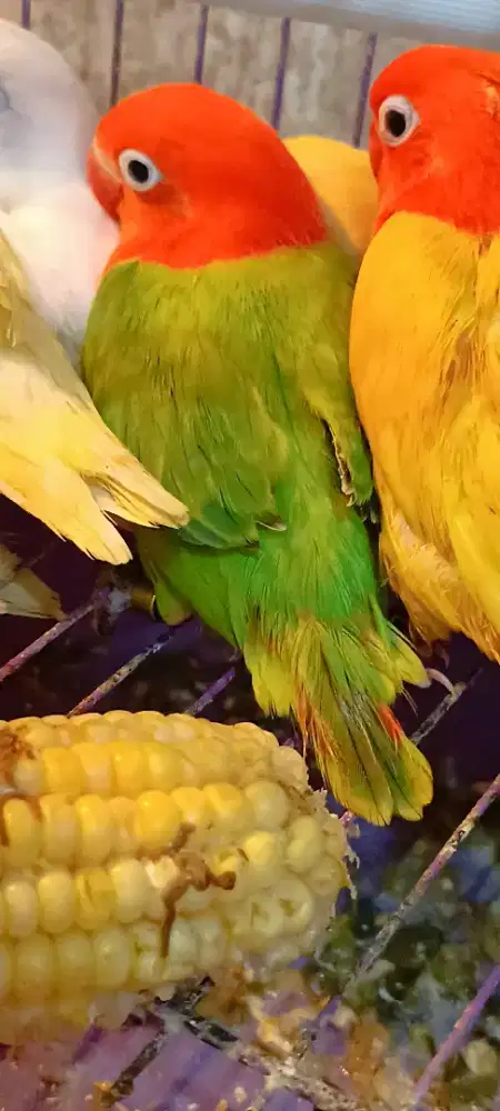 LB biola green merah menyala