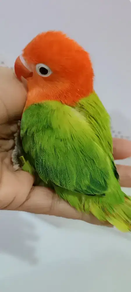 LB biola green merah menyalamandiri