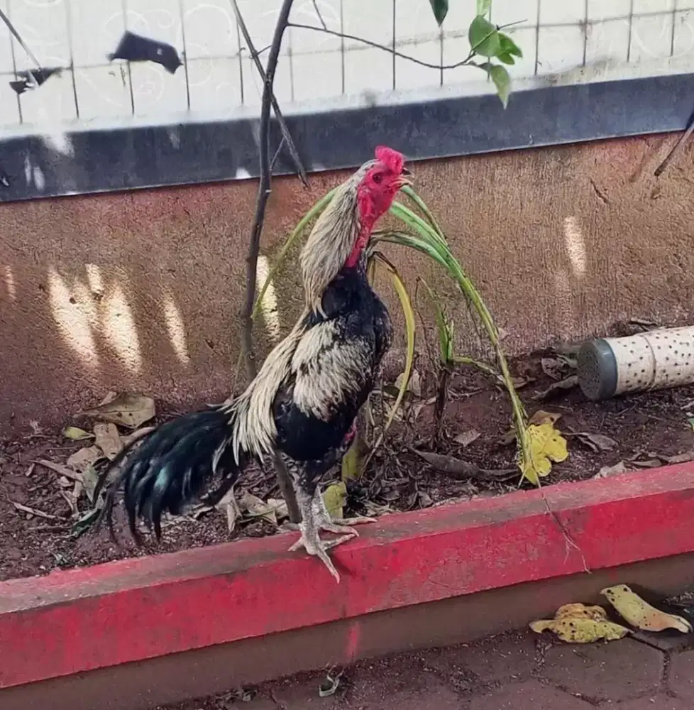 Ayam Pakhoi x bangkok.. Umur 11 bulan