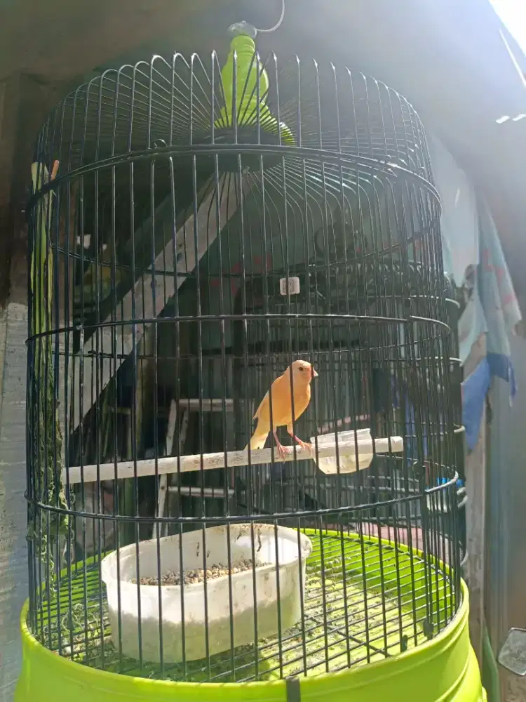 Kenari Cerah Harian rajin Wikplong jantan