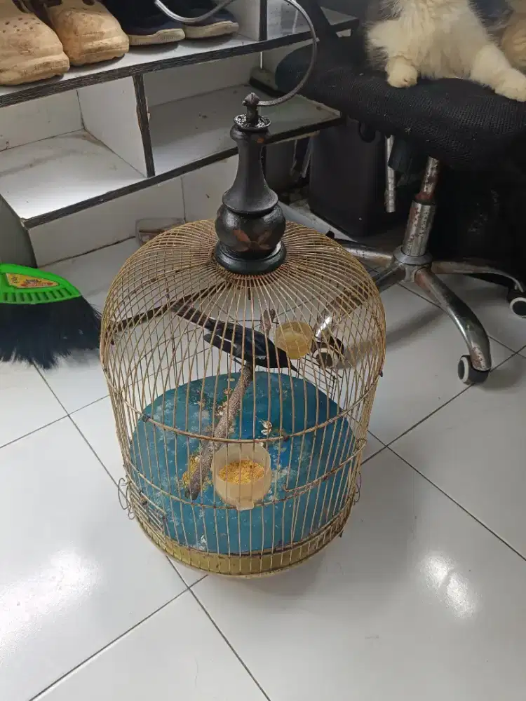 Kacer Jantan Harian Rajin