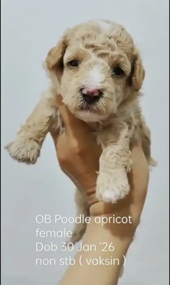 Open booking puppy Poodle