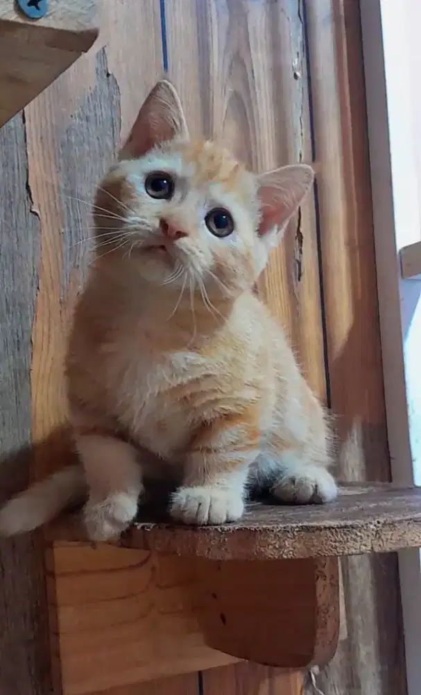 Kucing kitten munchkin red marble betina